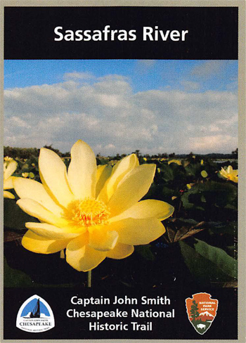 card cover