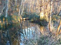 stream and wetland