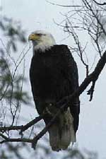 Adult Bald Eagle, Skagit River 