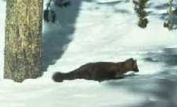 American marten