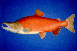 Sockeye Salmon