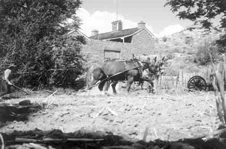 Mel Heaton plowing demonstration garden