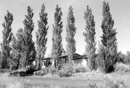 Mature Lombardy poplars screening residence no. 9