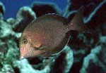 Highlight for Album: Acanthuridae- Surgeonfishes, tangs, unicornfishes