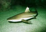 Highlight for Album: Carcharhinidae- Requiem sharks

