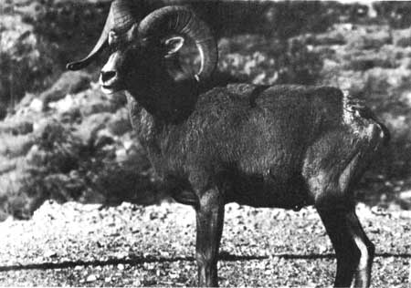 bighorn