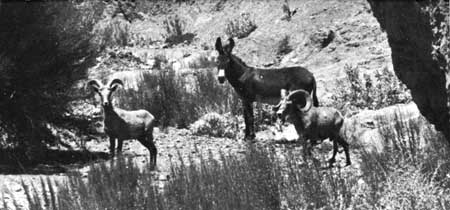 bighorns and burro