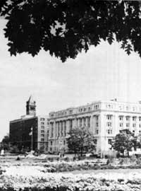 trees around buildings